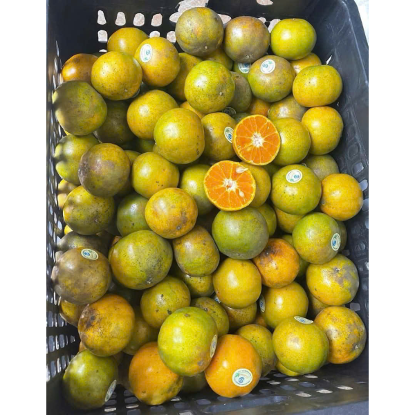 QUÝT ĐƯỜNG NAM PHƯƠNG