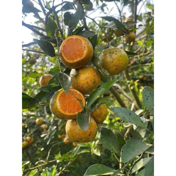 QUÝT ĐƯỜNG NAM PHƯƠNG